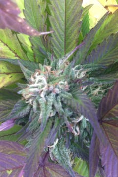 User uploaded image of Pure Afghan