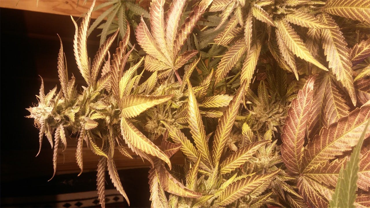 Pure Afghan Weed Strain Information Leafly