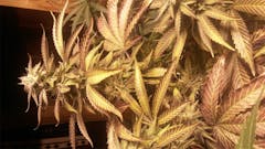 User uploaded image of Pure Afghan