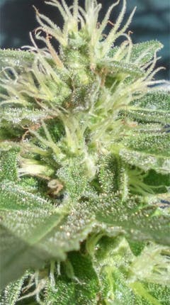 User uploaded image of Pure Kush