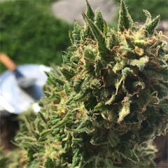 User uploaded image of Pure Power Plant