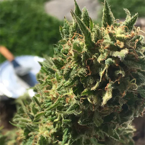 Pure Power Plant aka PPP Weed Strain Information | Leafly