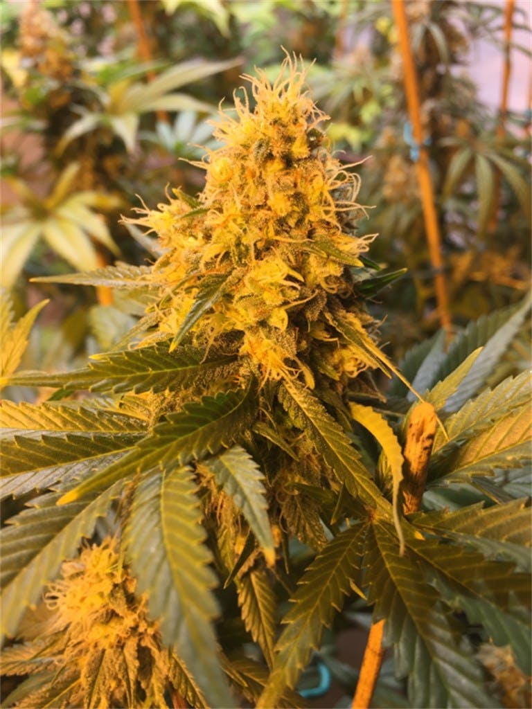 Photos of Pure Power Plant Weed Strain Buds Leafly