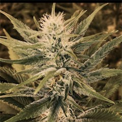 User uploaded image of Pure Power Plant