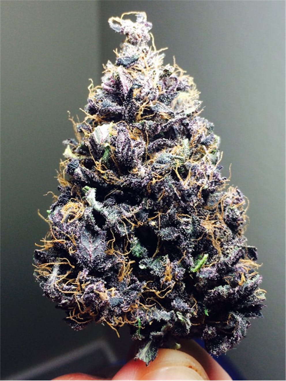 Photos Of Purple Afghani Weed Strain Buds Leafly