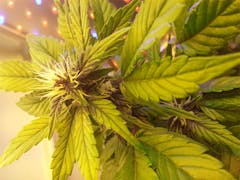 User uploaded image of Purple AK-47