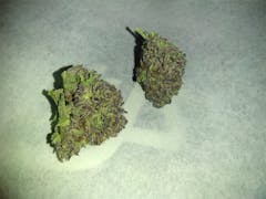 User uploaded image of Purple Alien OG