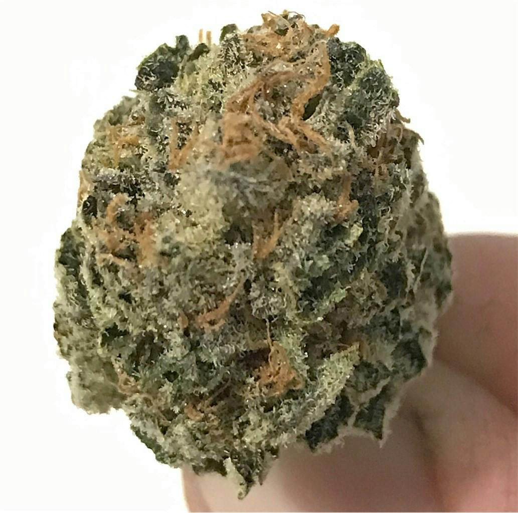 Alien og сорт описание