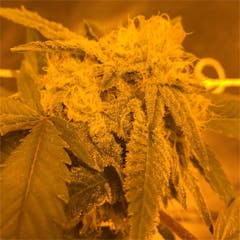 User uploaded image of Purple Alien OG