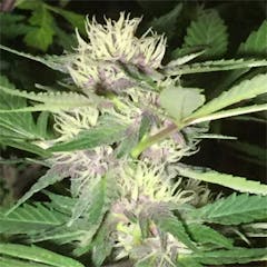 User uploaded image of Purple Arrow