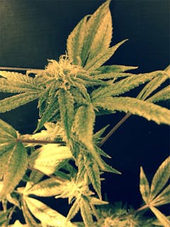 User uploaded image of Purple Arrow