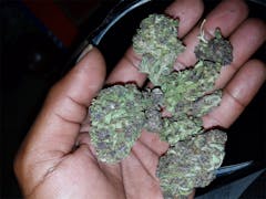 User uploaded image of Purple Aurora
