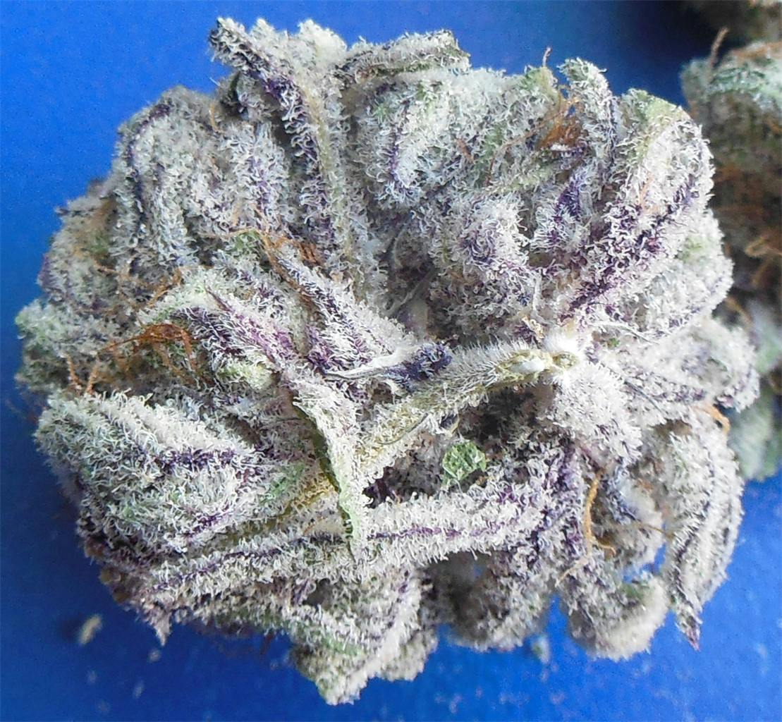 Photos of Purple Berry Weed Strain Buds Leafly
