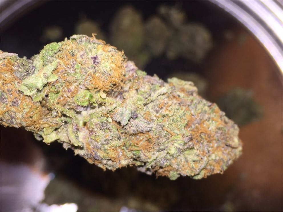 Photos of Purple Berry Weed Strain Buds Leafly