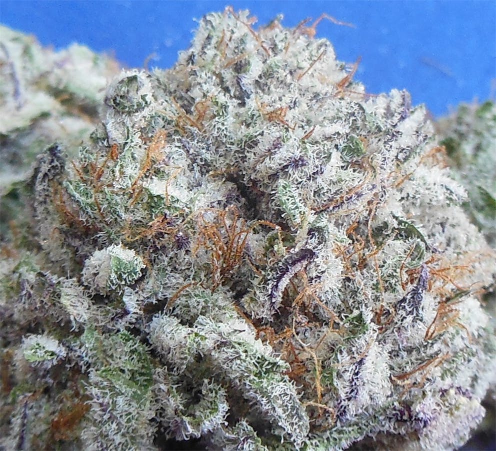 Photos of Purple Berry Weed Strain Buds Leafly