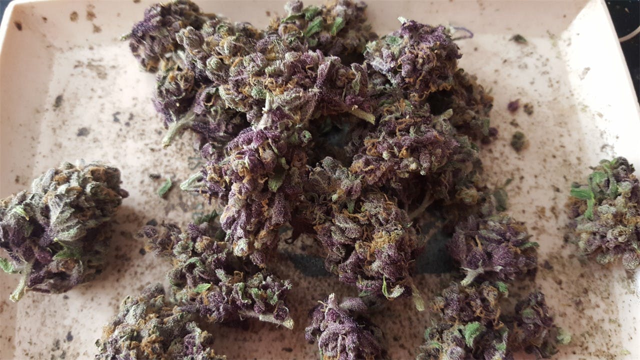 Photos of Purple Berry Weed Strain Buds Leafly