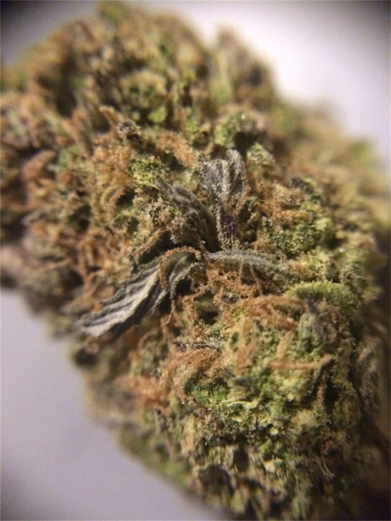 Photos of Purple Berry Weed Strain Buds Leafly