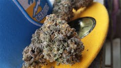 User uploaded image of Purple Bubba