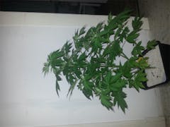 User uploaded image of Purple Bud