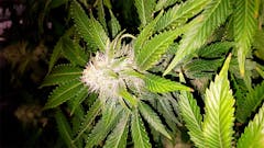 User uploaded image of Purple Bud