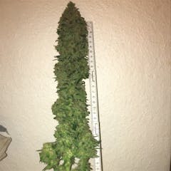 User uploaded image of Purple Bud