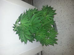 User uploaded image of Purple Bud