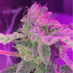 User uploaded image of Purple Bud