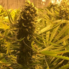 User uploaded image of Purple Bud