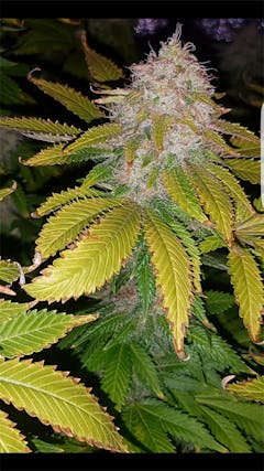 User uploaded image of Purple Bud