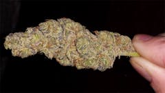 User uploaded image of Purple Buddha