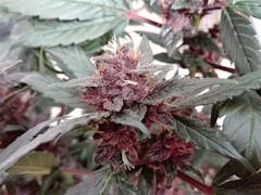 User uploaded image of Purple Buddha