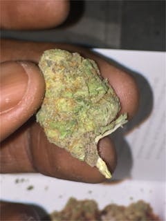 User uploaded image of Purple Bush