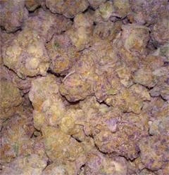 User uploaded image of Purple Bush