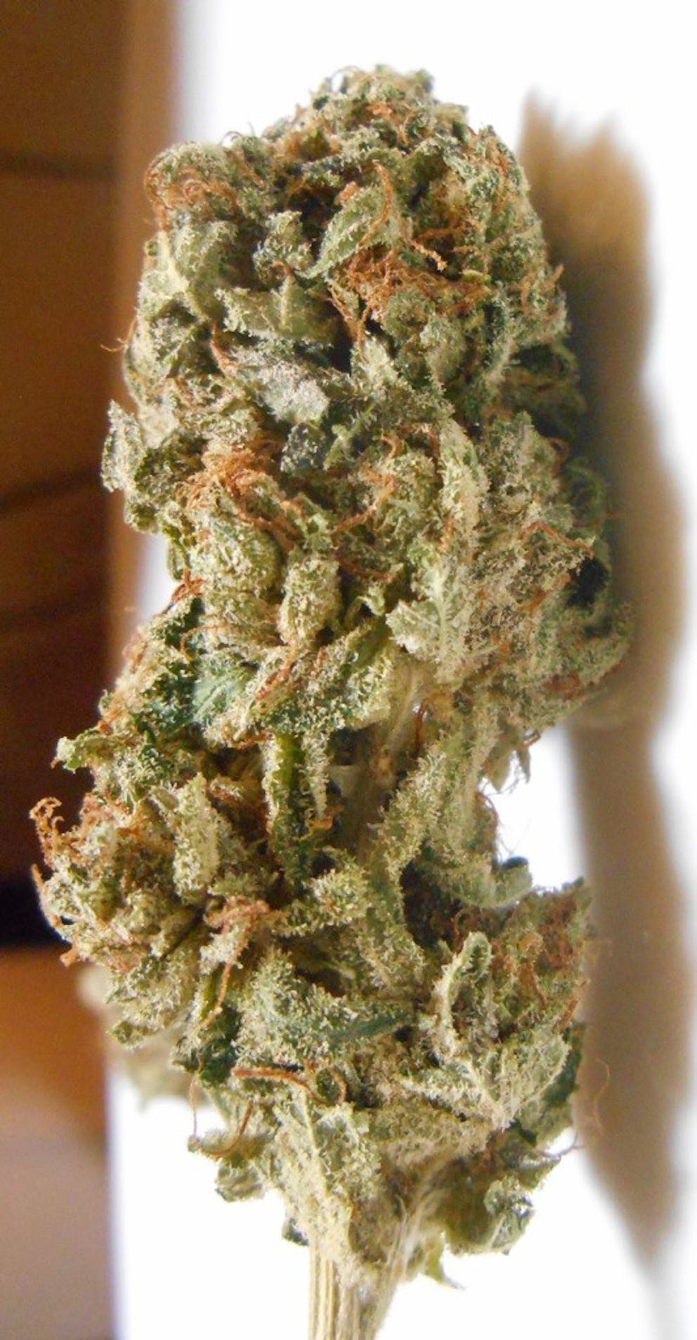 Photos of Purple Candy Weed Strain Buds Leafly