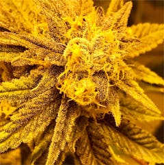 User uploaded image of Purple Champagne