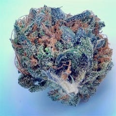 User uploaded image of Purple Cheddar