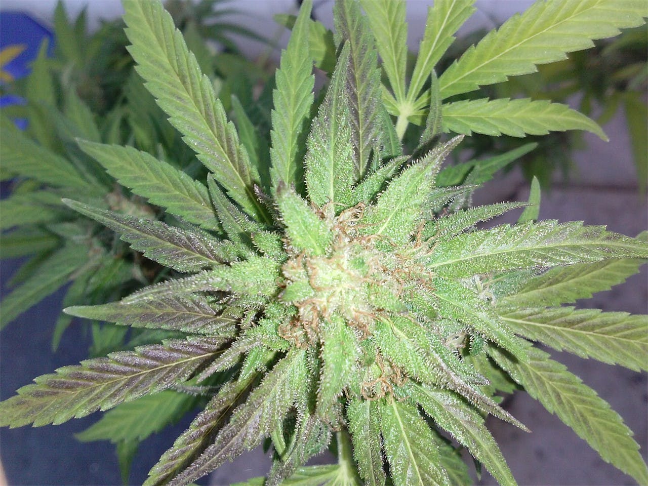 Photos Of Purple Chemdawg Weed Strain Buds 