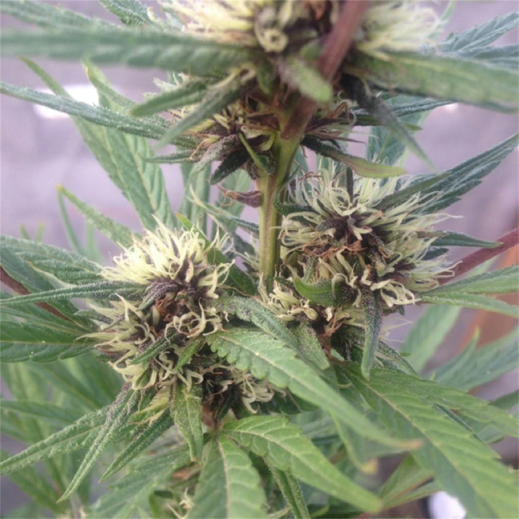 Purple Cotton Candy Weed Strain Information Leafly