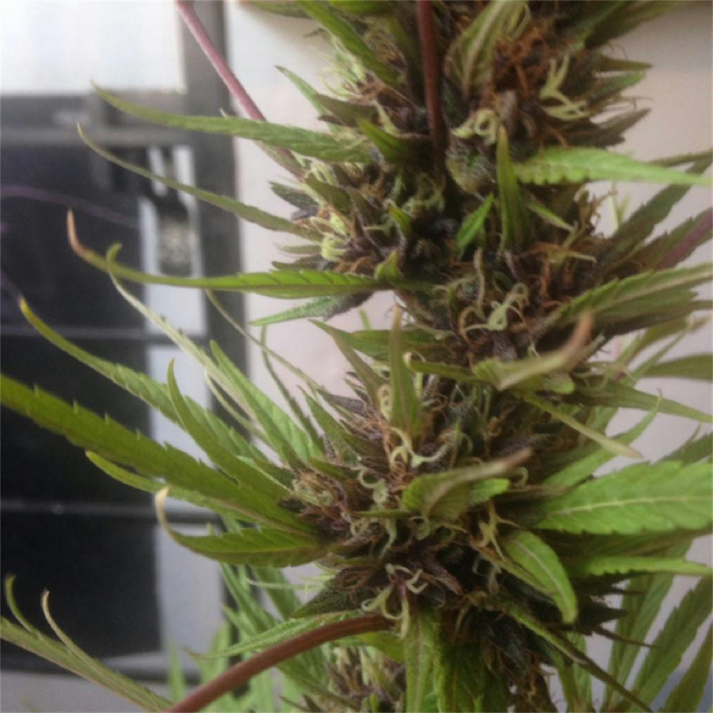 Purple Cotton Candy Weed Strain Information Leafly