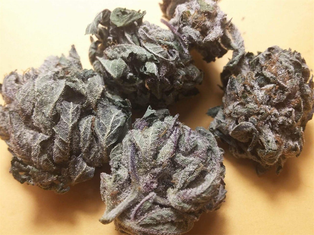 Purple Cotton Candy Weed Strain Information Leafly