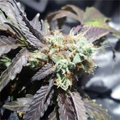 User uploaded image of Purple Crack