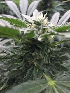 User uploaded image of Purple Cream