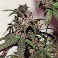 User uploaded image of Purple Diesel