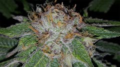 User uploaded image of Purple Dog Poop