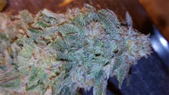 User uploaded image of Purple Dog Poop