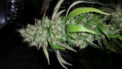 User uploaded image of Purple Dog Poop