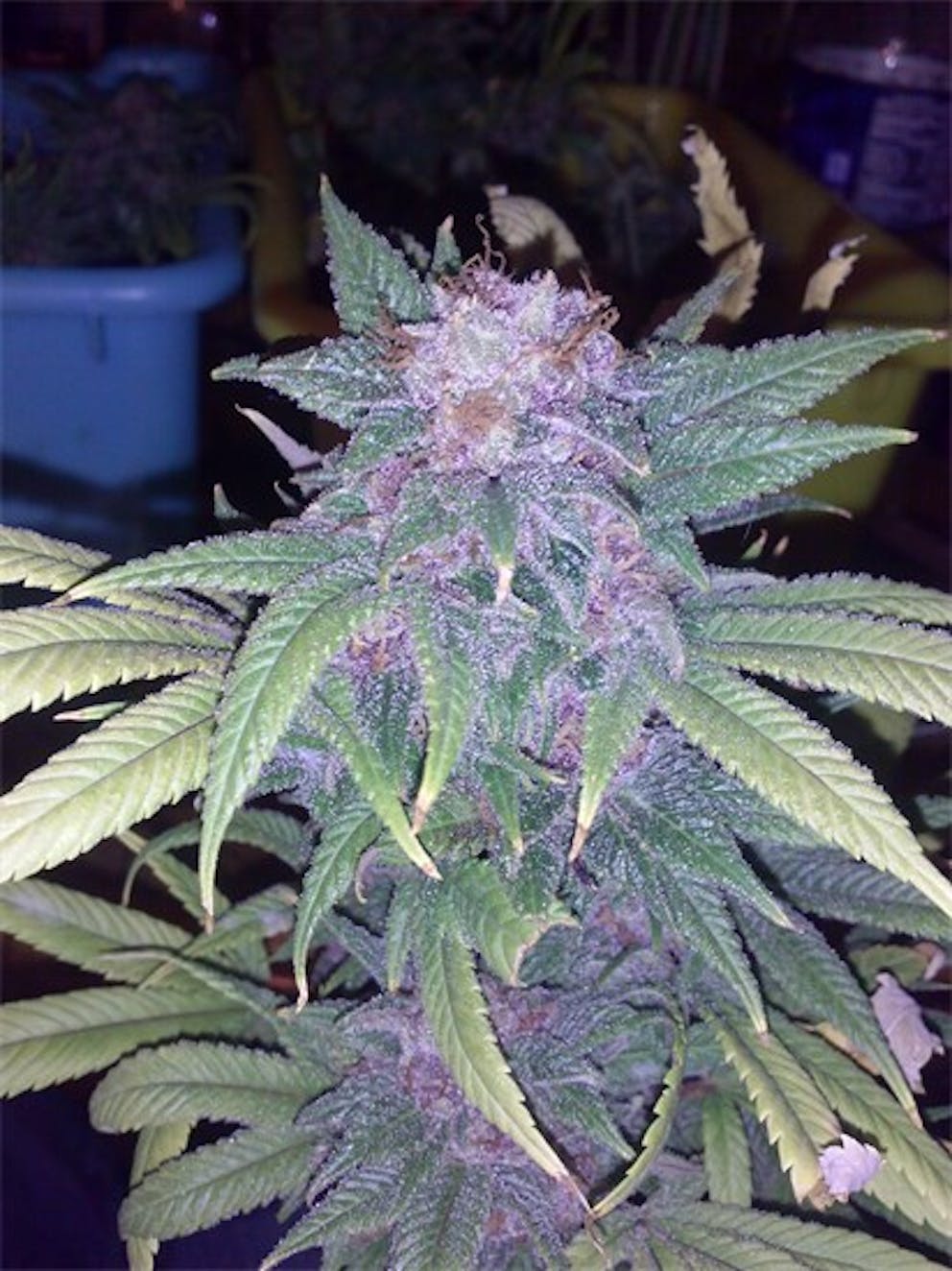 Photos of Purple Dragon Weed Strain Buds Leafly