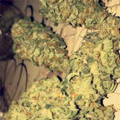 User uploaded image of Purple Dragon