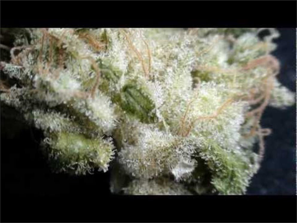 Photos of Purple Dragon Weed Strain Buds Leafly