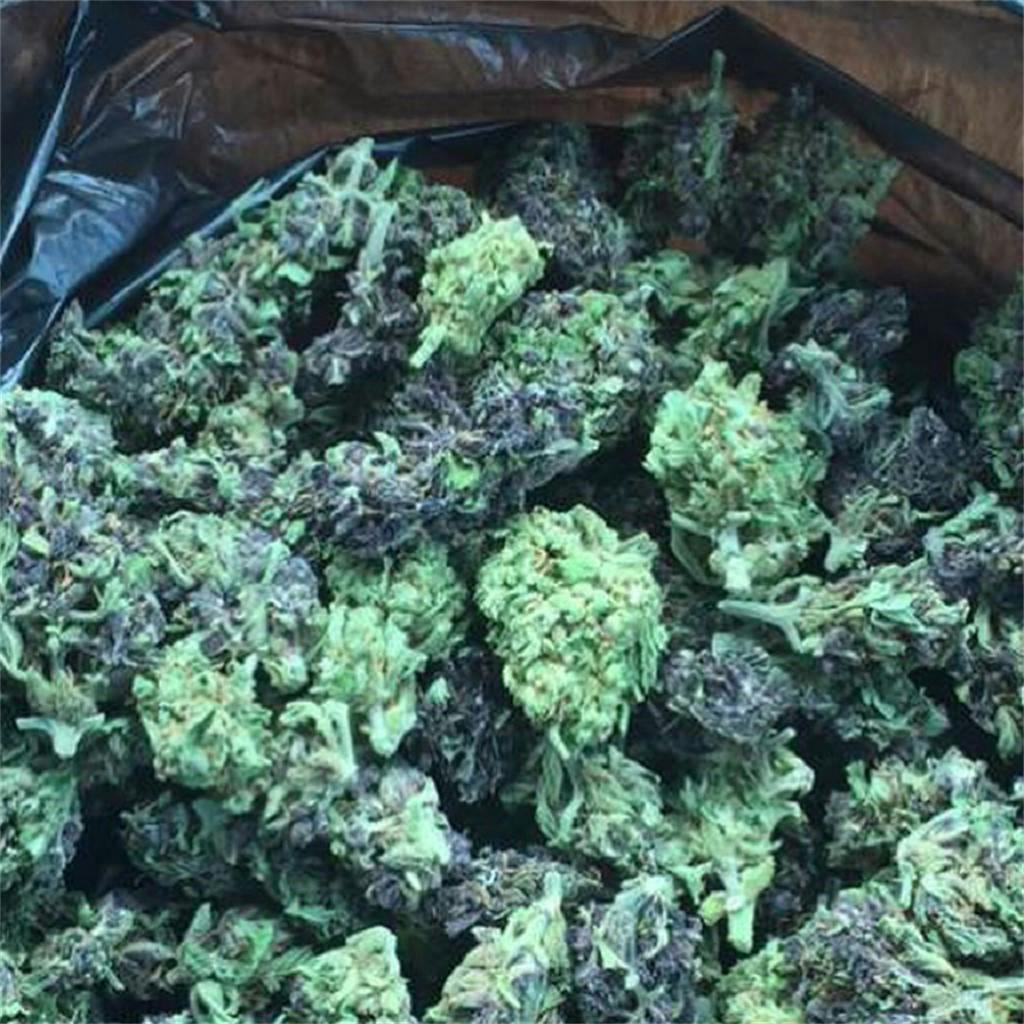 Photos of Purple Dragon Weed Strain Buds Leafly